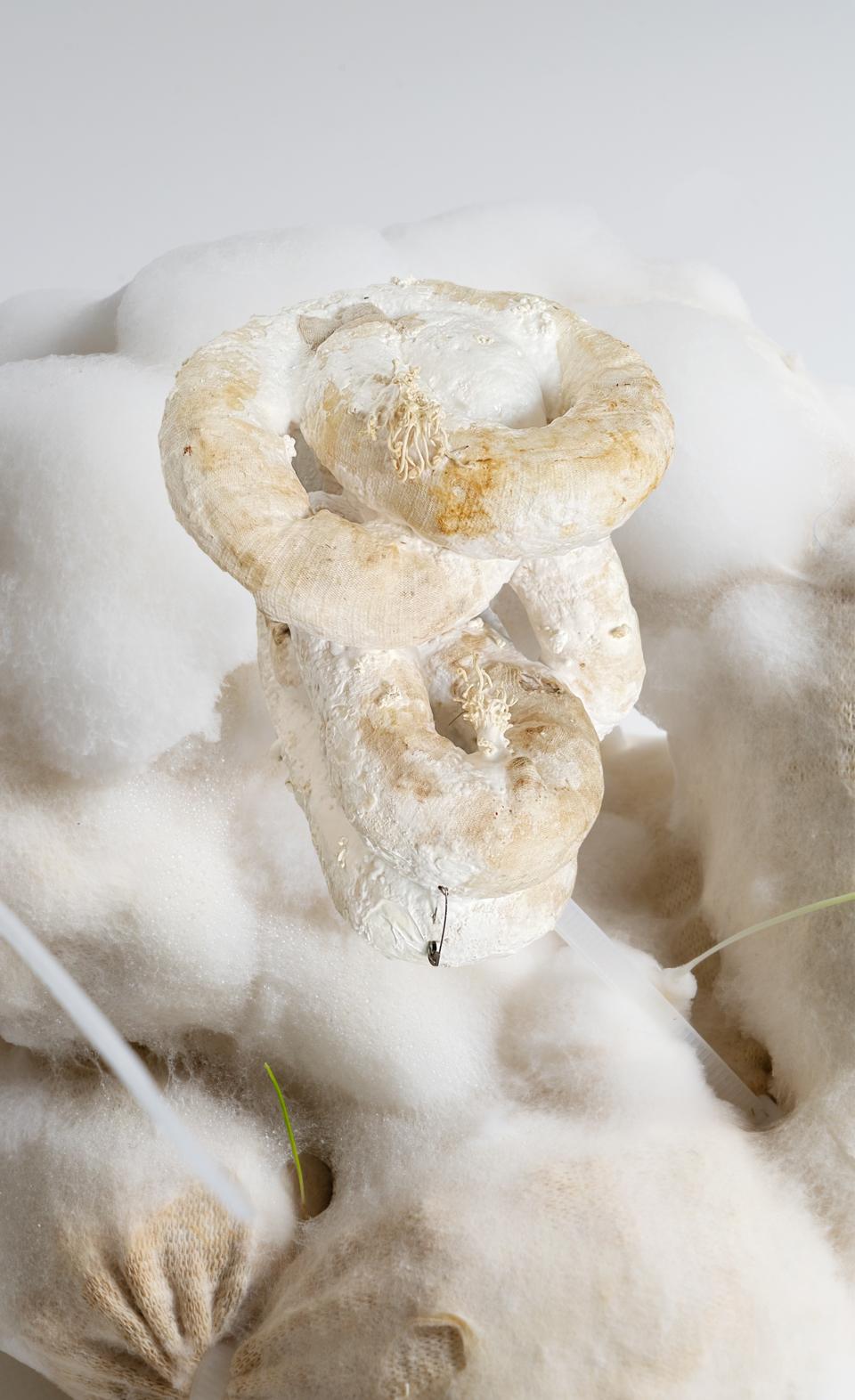 Fungi